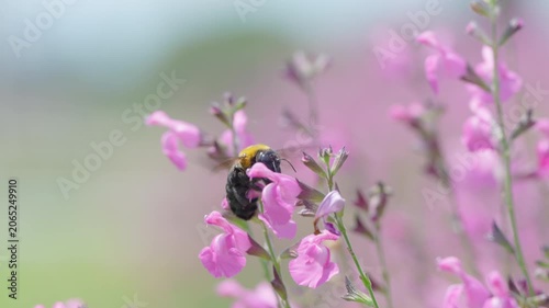 初夏の光を浴びてピンクの花で蜜を集めるクマバチ