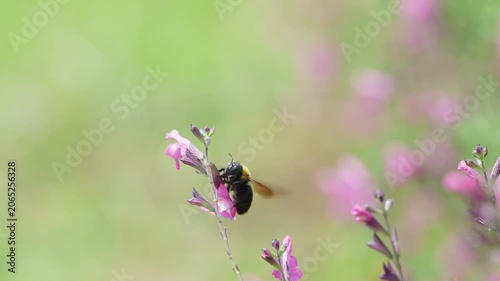 初夏の光を浴びてピンクの花で蜜を集めるクマバチ