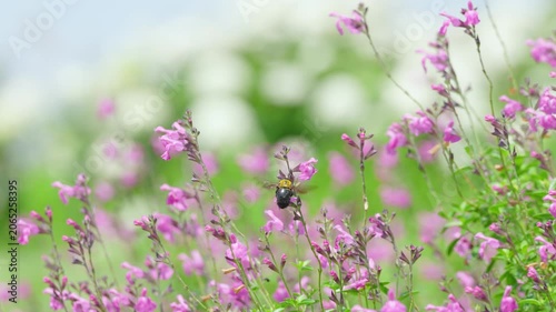 初夏の光を浴びてピンクの花で蜜を集めるクマバチ