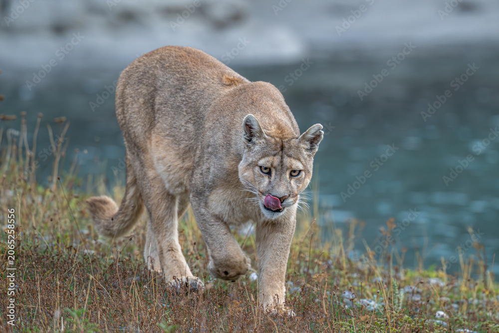 Obraz premium Puma apex predator - Patagonia, Chile
