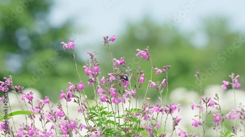初夏の光を浴びてピンクの花で蜜を集めるクマバチ