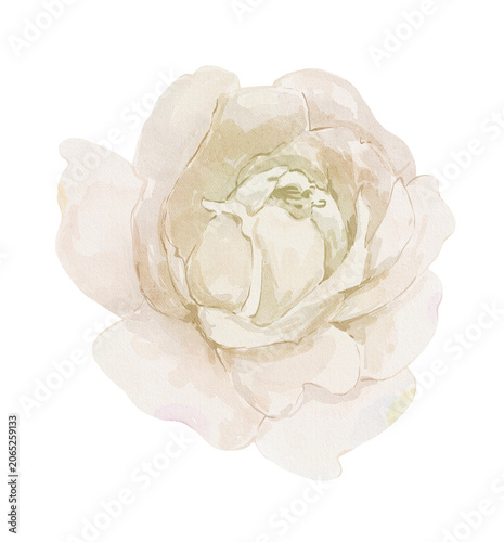 Foto Watercolor white rose flower