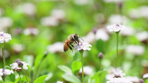 春の柔らかな光と白い花の花畑で働くミツバチ