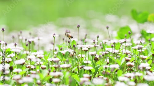 春の柔らかな光と白い花の花畑で働くミツバチ