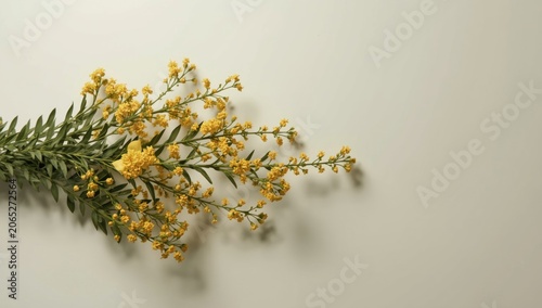 Medicago arborea floral arrangement on a minimal blank background
