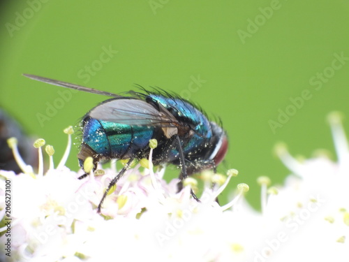 Schilderij op canvas Bluebottle fly (Calliphora vicina) pollinating hogweed Umbellifer flowers