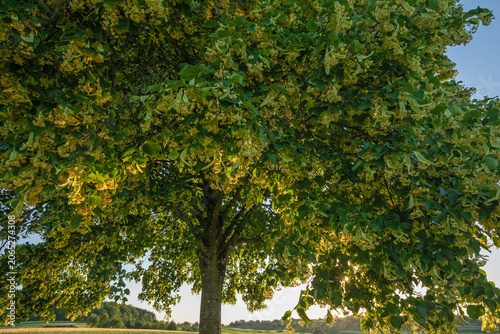 Tablou pe pânză Blooming linden tree with sunburst and golden sunset light over peaceful countryside, Baden Württemberg, Germany