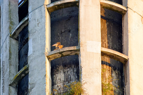 Peregrine falcon on concrete  chimney of a central heating plant in Paris suburb. Ivry-sur-Seine city