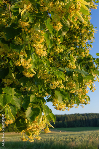 Blooming linden flowers in warm sunset light above rural spring fields, Baden Württemberg, Germany.