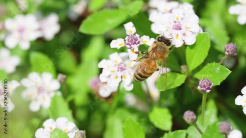 春の柔らかな光と白い花の花畑で働くミツバチ