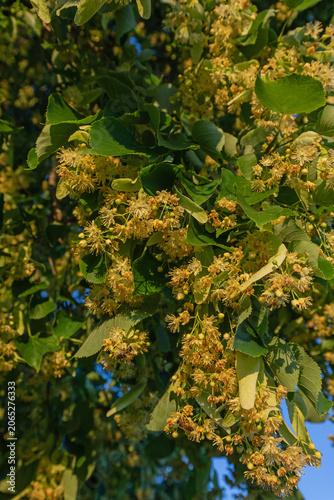 Blooming linden flowers with bees in warm sunset light against blue sky, Baden Württemberg, Germany.