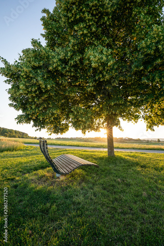 Blooming linden tree with wooden bench and sun star at romantic sunset, Baden Württemberg, Germany.