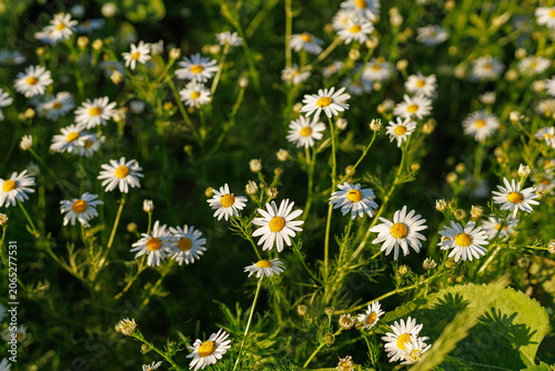 Close-up of blooming Tripleurospermum inodorum flowers with soft green background. Concept of floral texture, seasonal design and botanical pattern.
