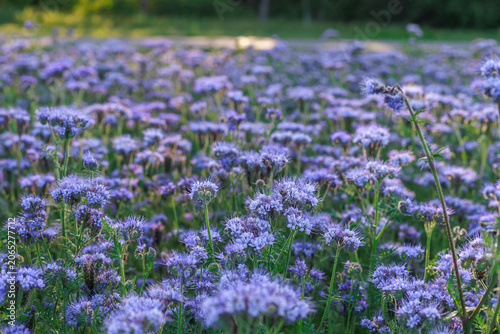 Blooming Phacelia tanacetifolia flowers forming a purple floral background. Concept of seasonal banner, natural texture and decorative design.