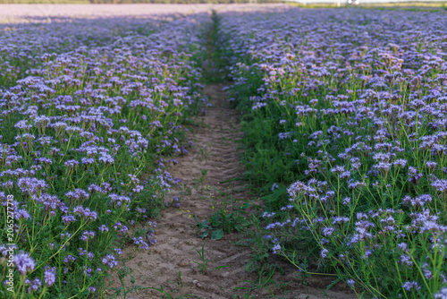 Path through purple blooming Phacelia tanacetifolia field in warm evening light. Concept of choice, direction and journey through nature.