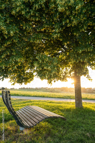 Blooming linden tree with wooden bench and sun star at romantic sunset, Baden Württemberg, Germany.