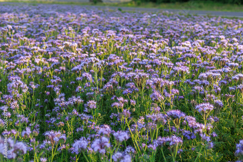 Field of blooming Phacelia tanacetifolia in warm evening sunlight. Concept of nectar source, honey production and beekeeping.