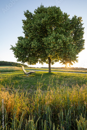 Blooming linden tree with bench and sun star at romantic sunset in relaxed countryside, Baden Württemberg, Germany.