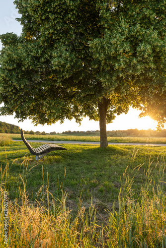 Blooming linden tree with bench and sun star at romantic sunset in relaxed countryside, Baden Württemberg, Germany.
