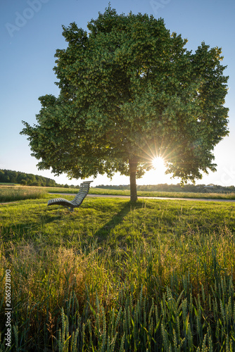 linden tree with sun rays beside a wooden bench in a spring meadow, Baden Württemberg, Germany.