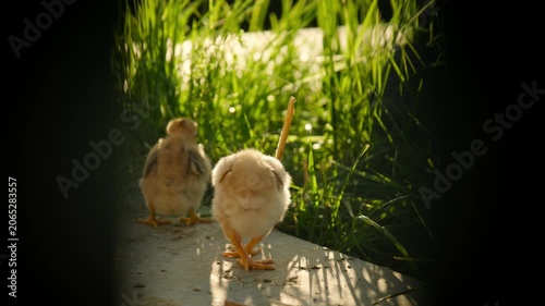 Handheld close shot of walking chicks on sunlit farm path beside tall green grass. Warm backlight and shallow focus highlight one fluffy chick in front while others wander nearby in sunlight.