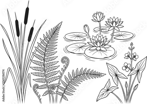 Black and white hand drawn pond plants and water lily