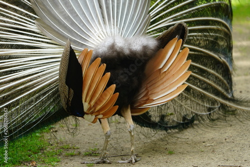 Foto A male blue peafowl (Pavo cristatus) displays its magnificent plumage during courtship