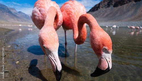 Tableau sur toile Close up of the Chilean flamingos (Phoenicopterus chilensis) on a mountain lake in the Atacama Desert, South America, Chile
