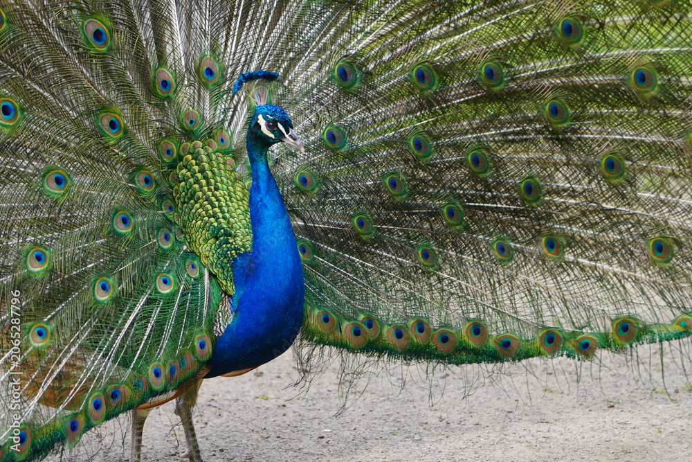 Obraz premium A male blue peafowl (Pavo cristatus) displays its magnificent plumage during courtship. Hanover – Botanical School Garden, Hanover, Germany.