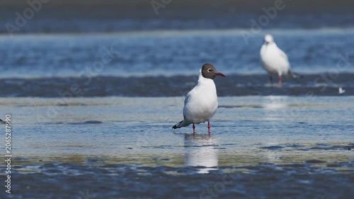 ユリカモメの夏羽