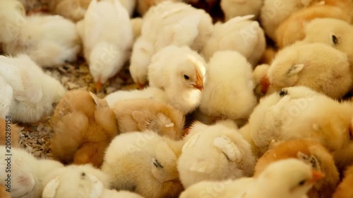 Handheld close up of one alert chick standing out among a dense group of newborn chickens in a warm indoor brooder. Selective focus highlights tiny beak, soft down and nursery bedding.