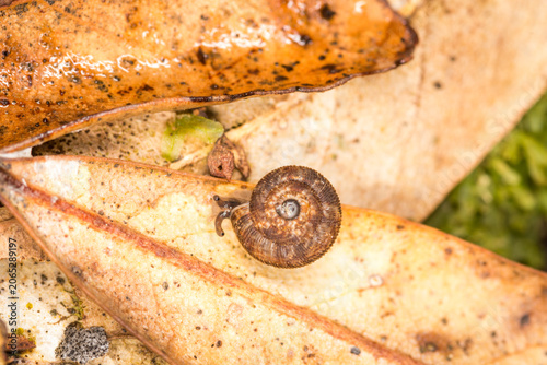 Canvastavla Suteria ide, a species of air-breathing land snail, a terrestrial gastropod mollusc in the family Charopidae