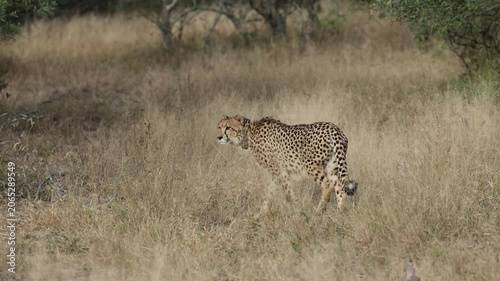 a cheetah in stalking mode