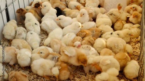 Handheld close shot of many fluffy chicks gathered in indoor brooder on wood shavings. Warm natural light shows young poultry, soft feathers, farm life and animal care details in farm nursery.