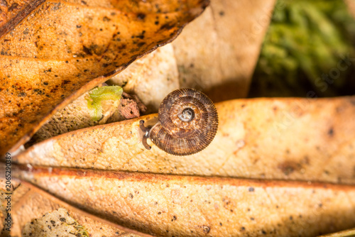 Obraz na plátně Suteria ide, a species of air-breathing land snail, a terrestrial gastropod mollusc in the family Charopidae