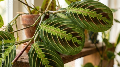 A close-up of a prayer plant with large, heart-shaped leaves in a wooden planter, with a blurred background of other plants and a window in the background.