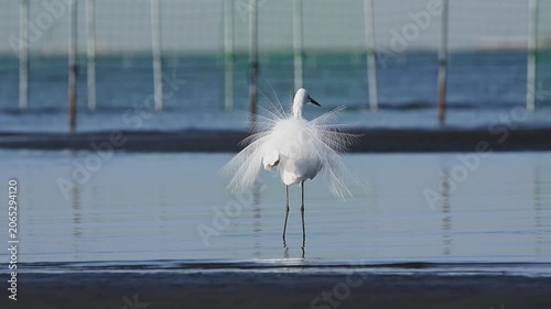 飾り羽を広げるダイサギ夏羽 (スローモーション)