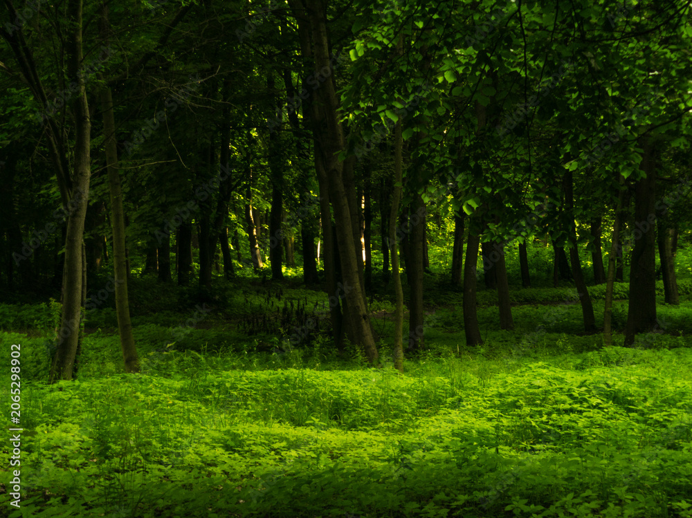 Fototapeta premium Atmospheric green forest. Mysterious landscape with trees. Magical woods in the morning.