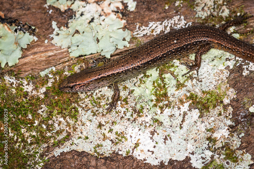 Canvastavla Close up of a common skink, Oligosoma polychroma, also known as the northern gra
