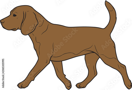 Brown Hound Dog Walking Vector Illustration