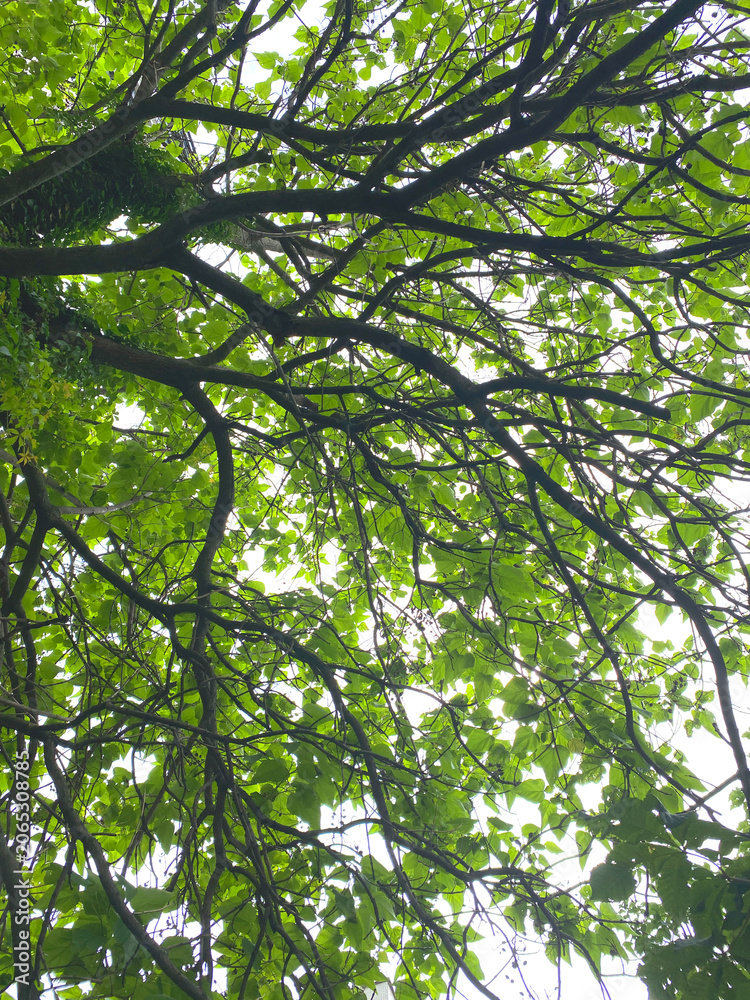 Fototapeta premium The image shows a view from below of a dense tree canopy with bright green leaves. The thin branches intertwine, creating a contrasting pattern against the light sky.