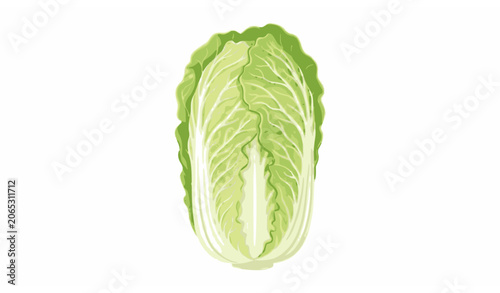 Canvastavla Fresh Whole Chinese Cabbage Vector Illustration with Detailed Green Leaves Isola