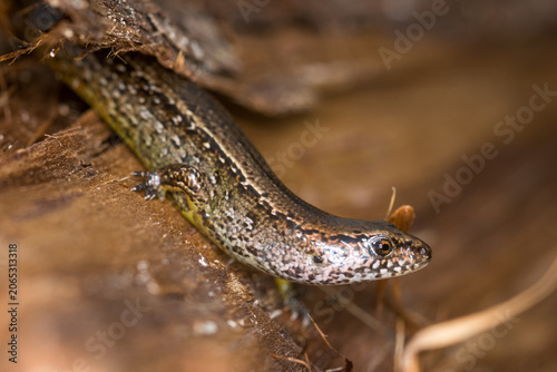 Cuadro en lienzo Close up of a common skink, Oligosoma polychroma, also known as the northern gra