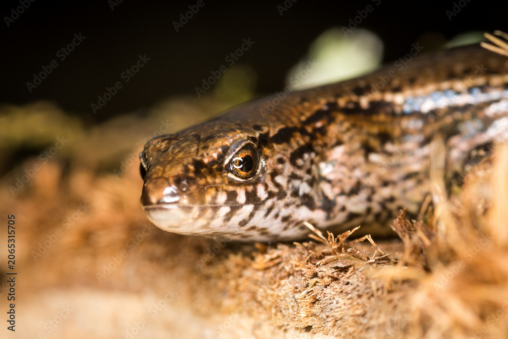 Fototapeta premium Close up of a common skink, Oligosoma polychroma, also known as the northern grass skink, which is a species of skink native to New Zealand
