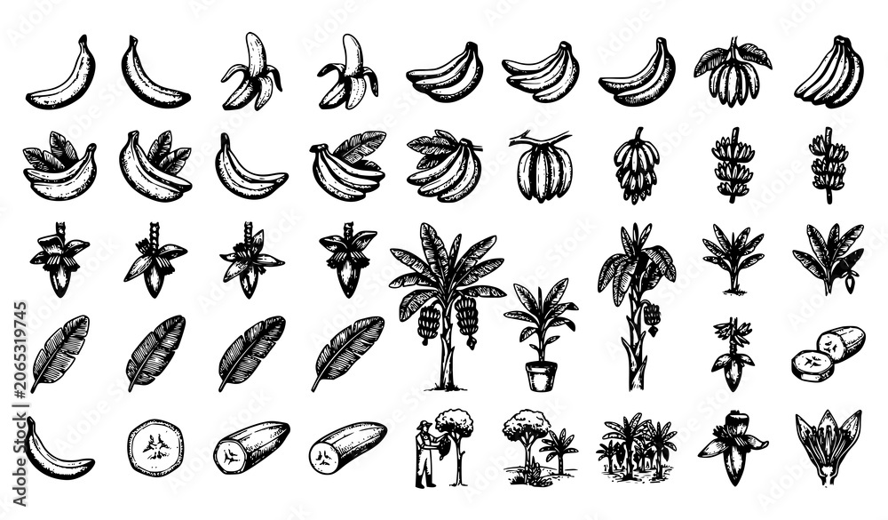 Obraz premium Black Silhouette Banana Fruit and Tropical Palm Tree Icon Set for Food, Nature, and Exotic Design Projects