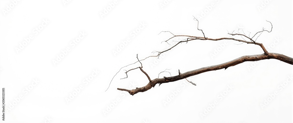 Fototapeta premium Dry tree branch against a white background