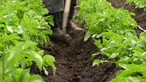 Potato plant Solanum tuberosum young shoots hilled or earthing up by farmer with hoe close up, weeding organic vegetable crop grown in agricultural garden soil rows on a local eco farm.