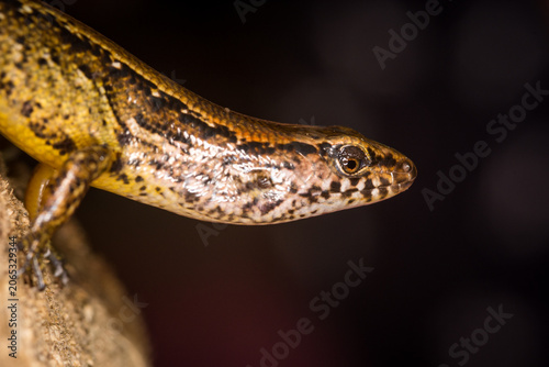 Tableau sur toile Close up of a common skink, Oligosoma polychroma, also known as the northern gra
