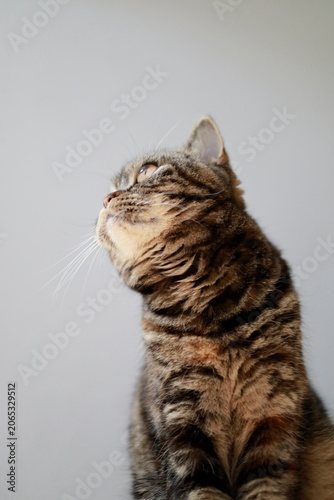 見上げるブリティッシュショートヘアーの猫