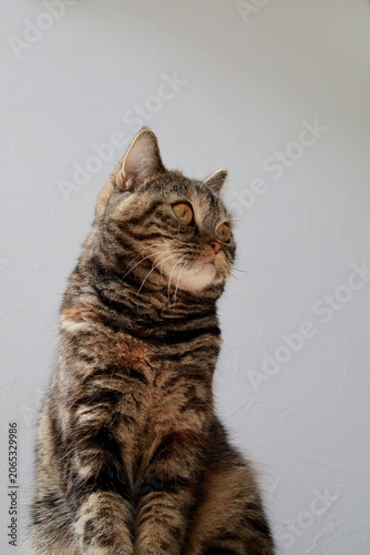 遠くを見つめる猫